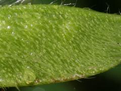 fruit, enlarged picture